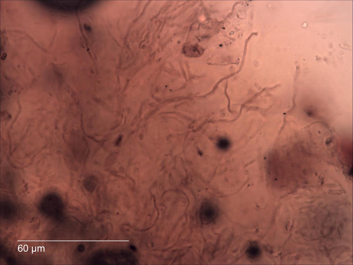 Russula multicystidiata image