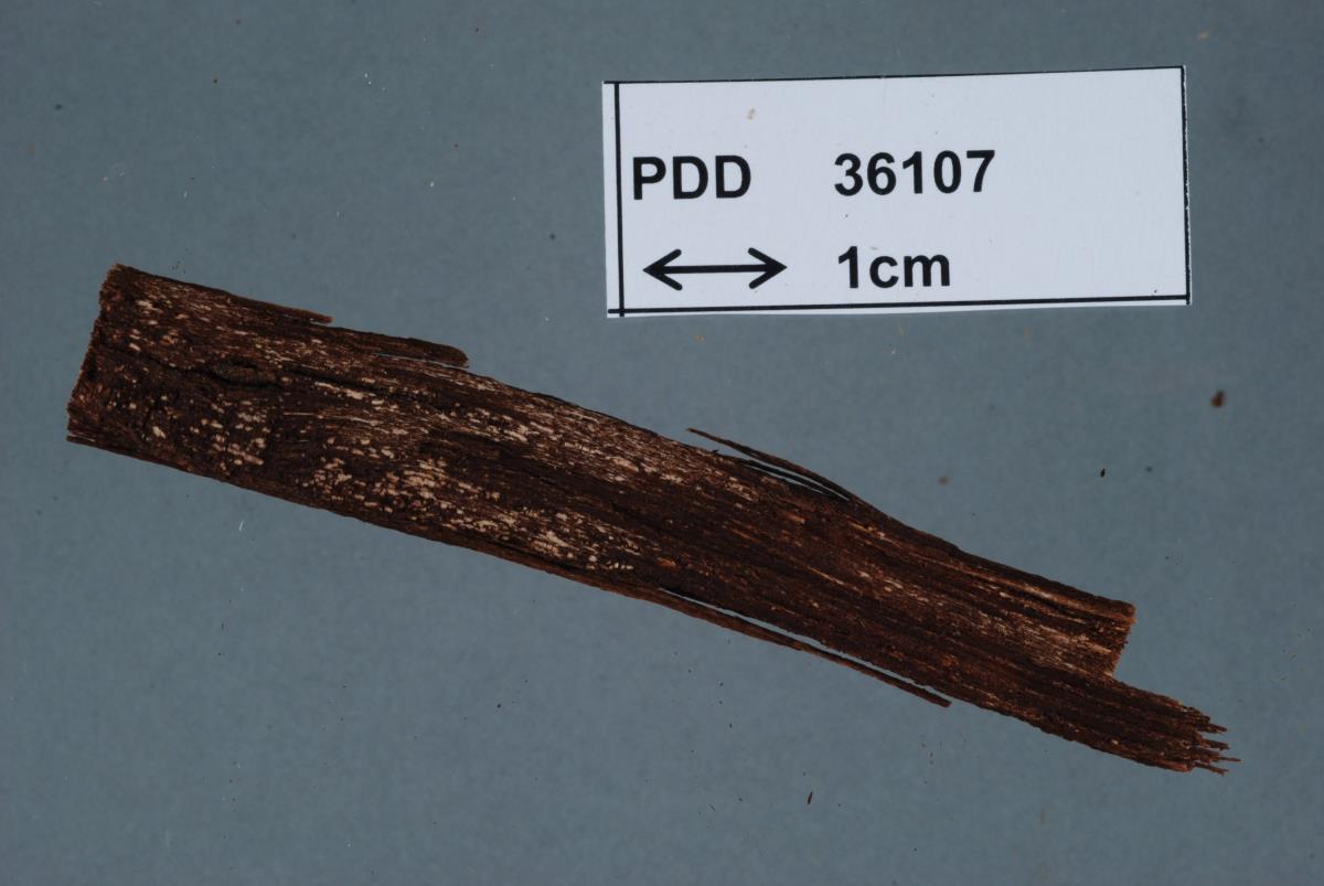 Bactrodesmiella novae-zelandiae image