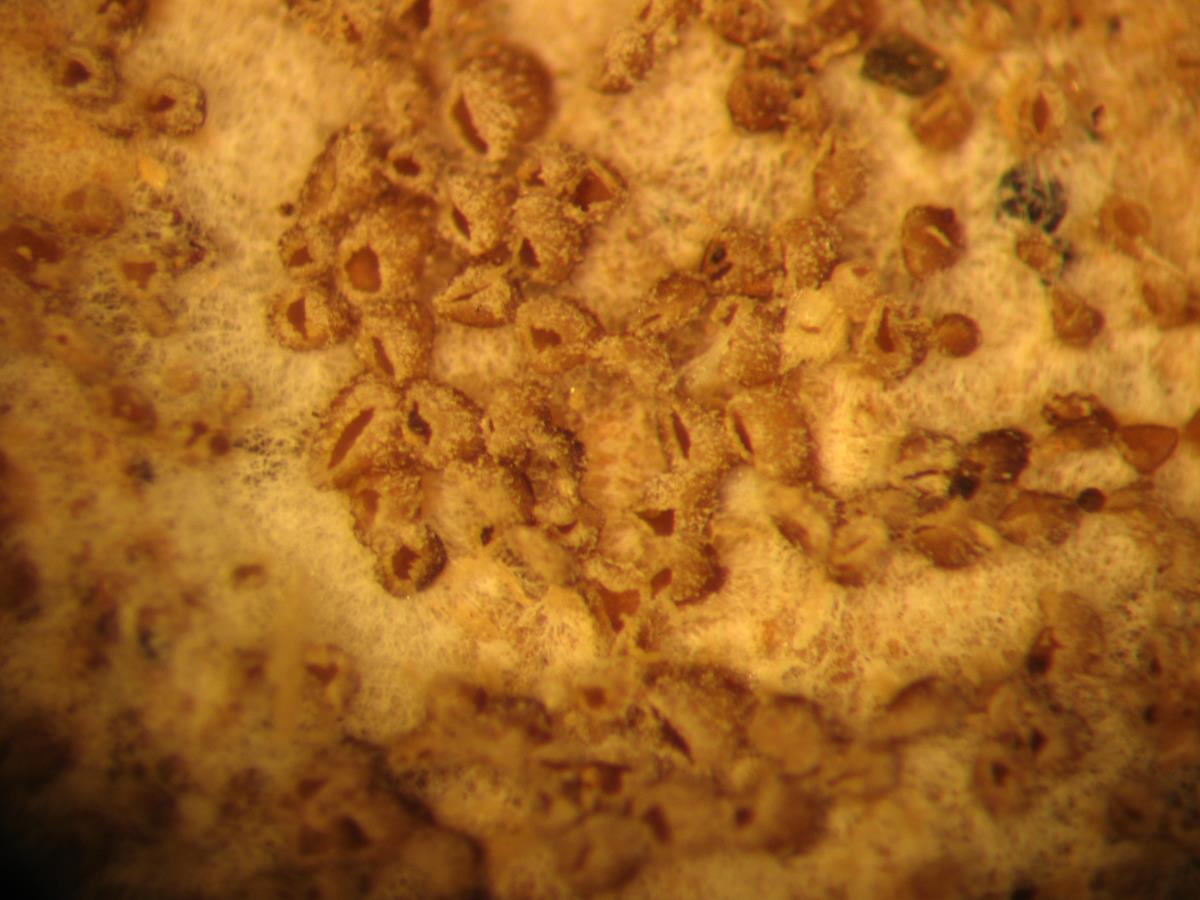 Stromatoscypha poriiformis image
