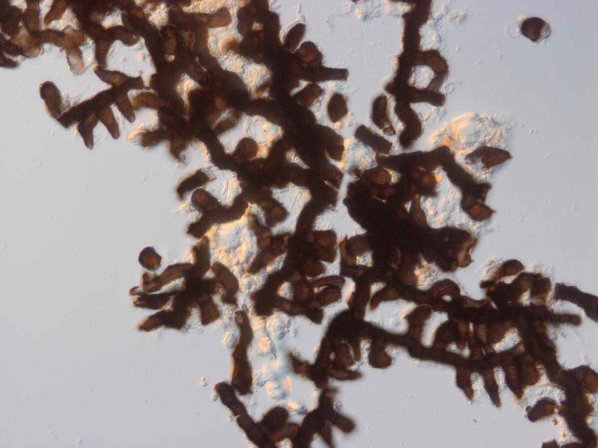 Meliola leptospermi image