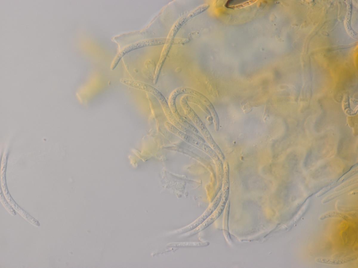 Mycosphaerella aristolochiae image