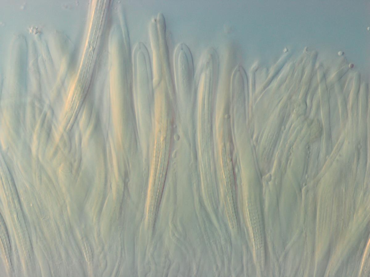 Lachnum palmae image