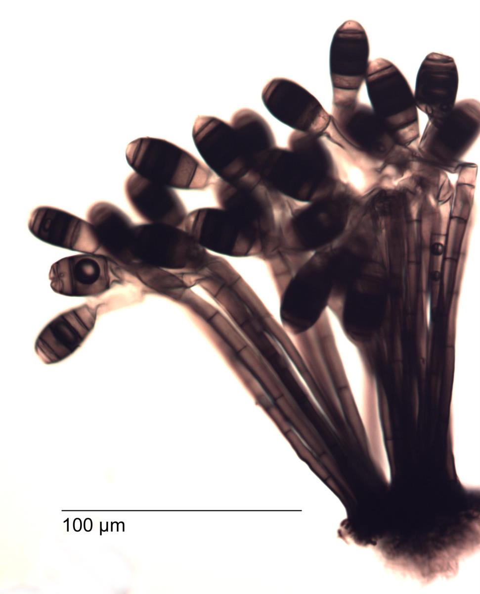 Phragmocephala elliptica image