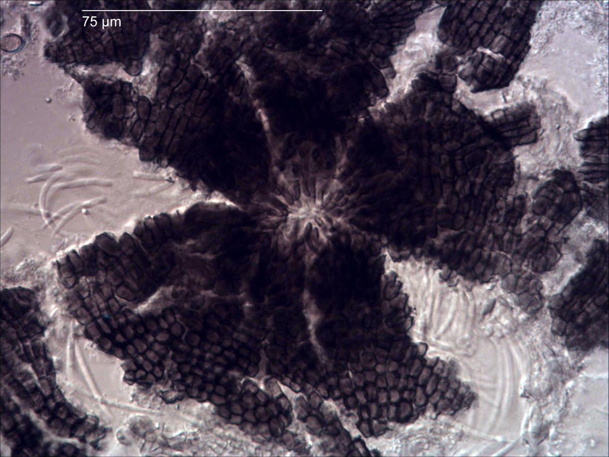 Enthallopycnidium image