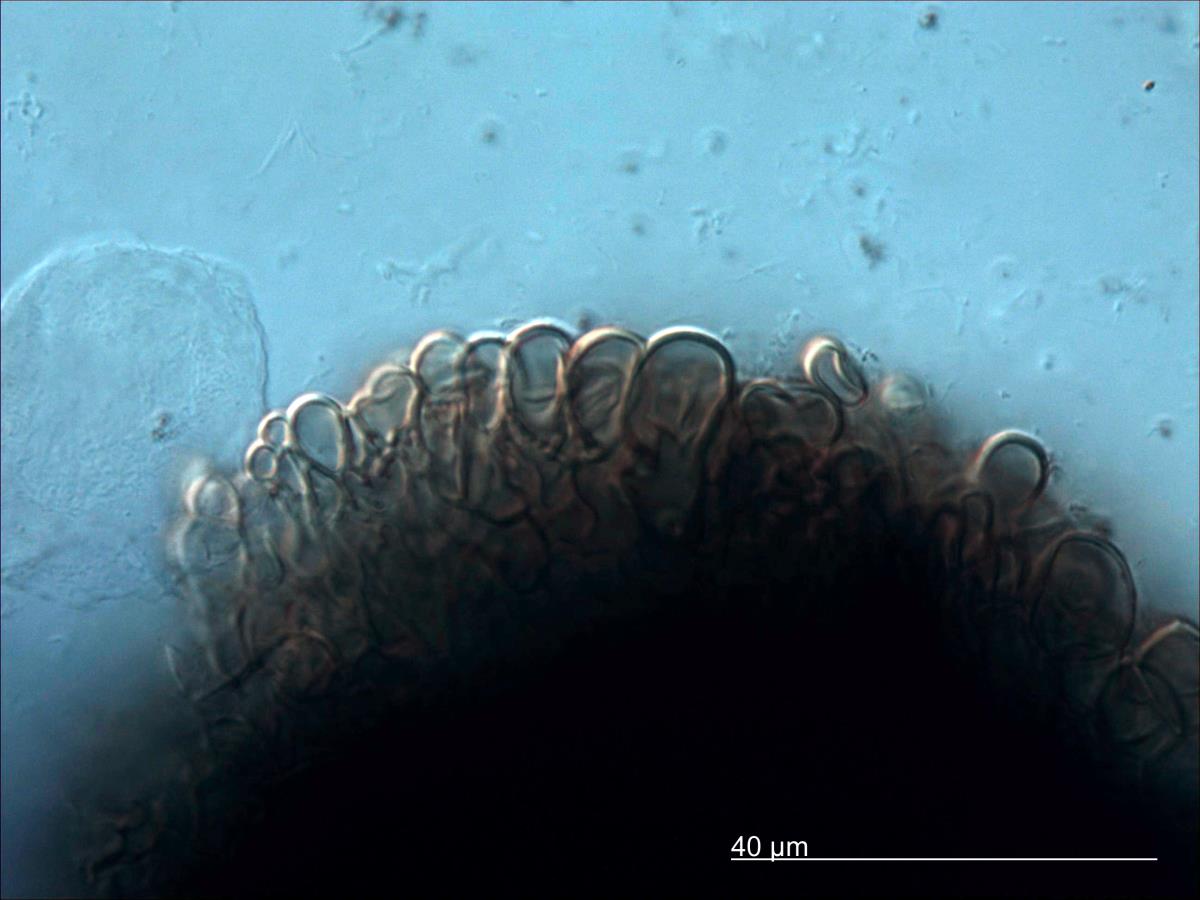 Corollospora angusta image
