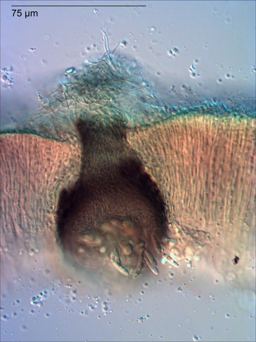 Stigmidium apophlaeae image