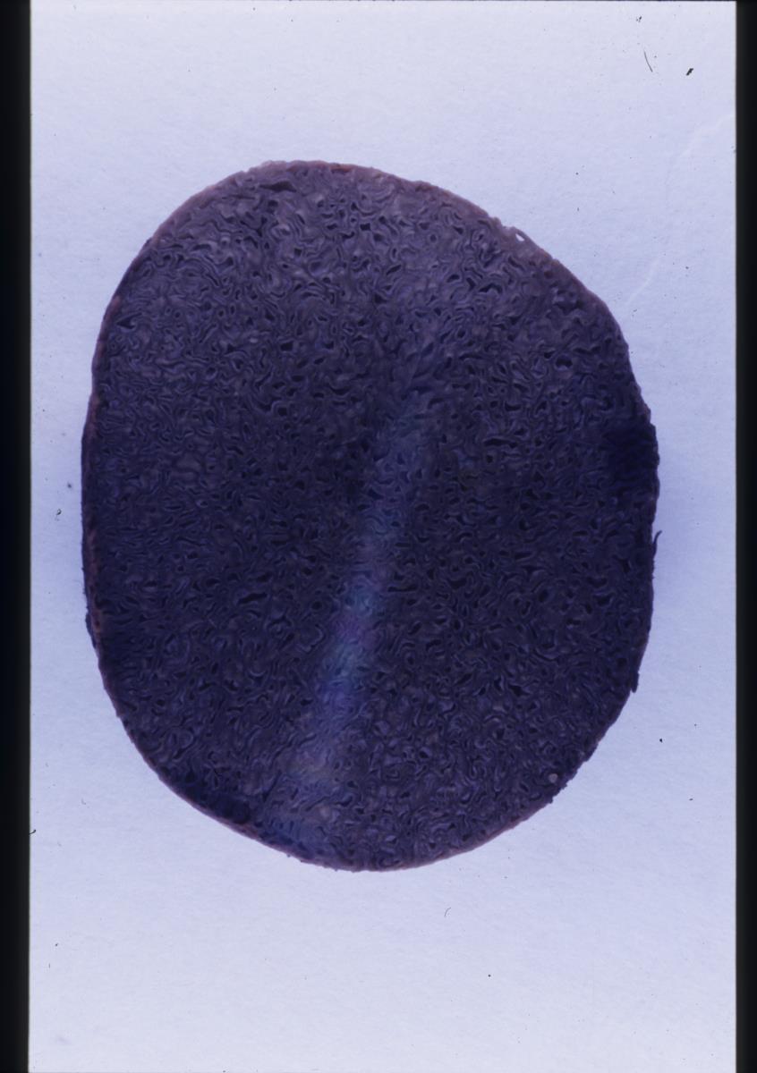 Rhizopogon virescens image