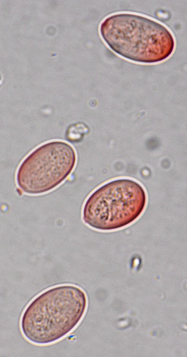 Leratiomyces atrovirens image