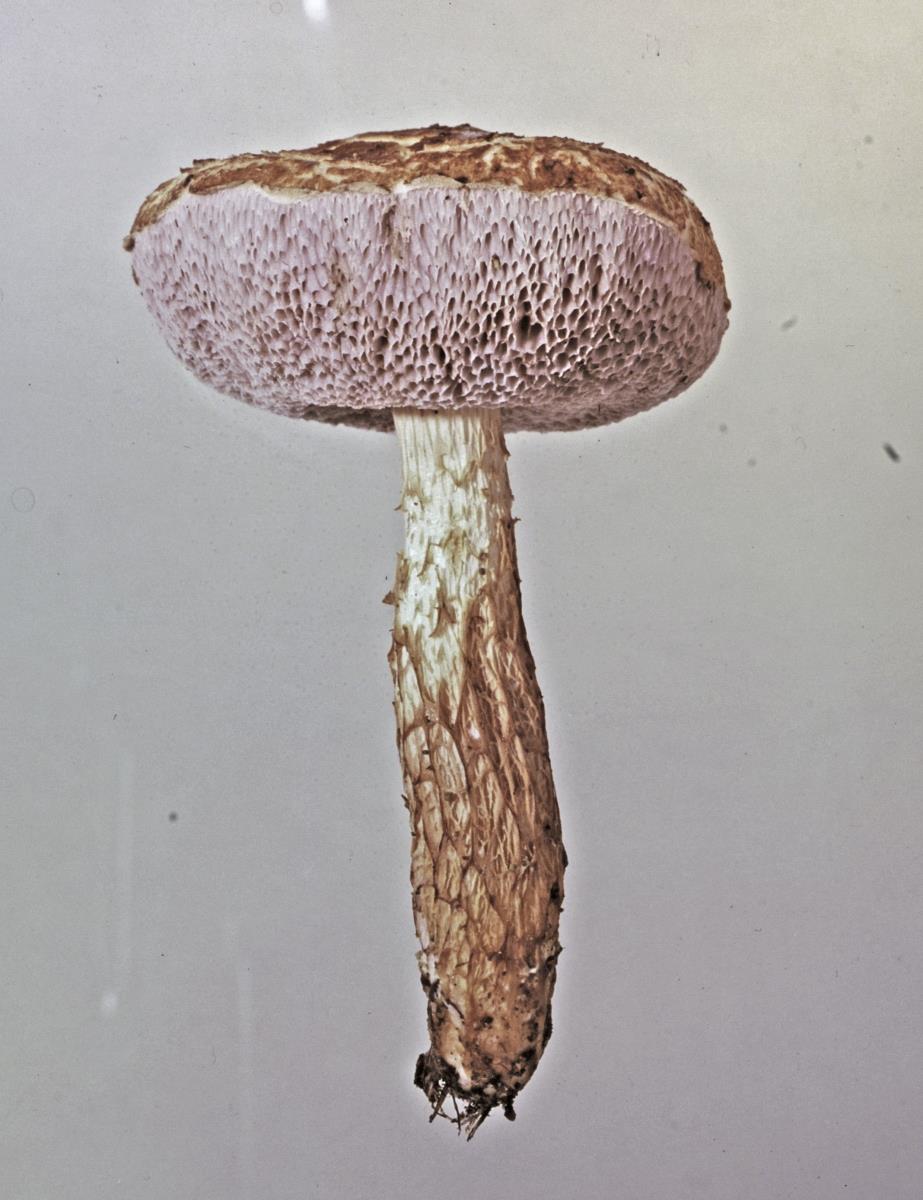 Porphyrellus novae-zelandiae image