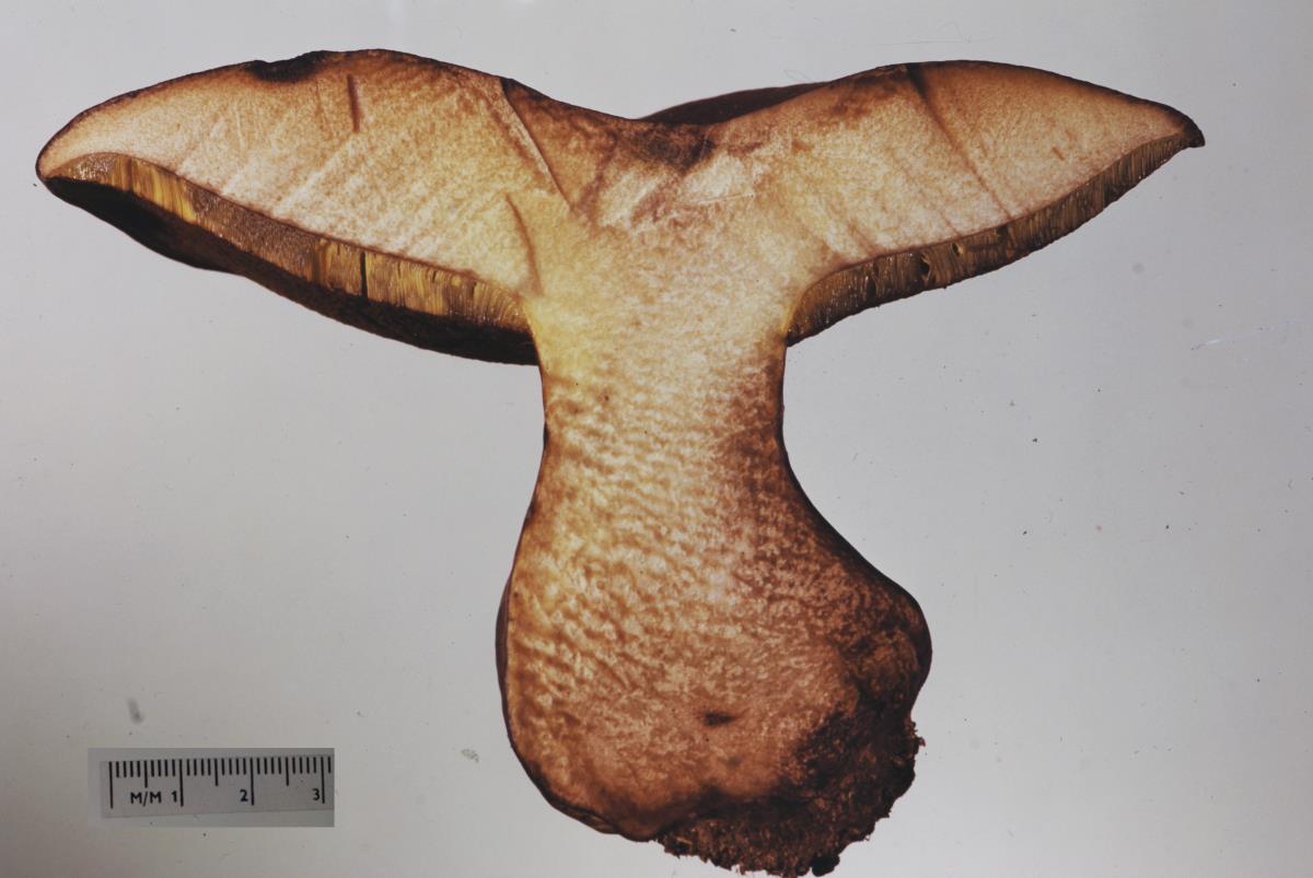 Phlebopus portentosus image