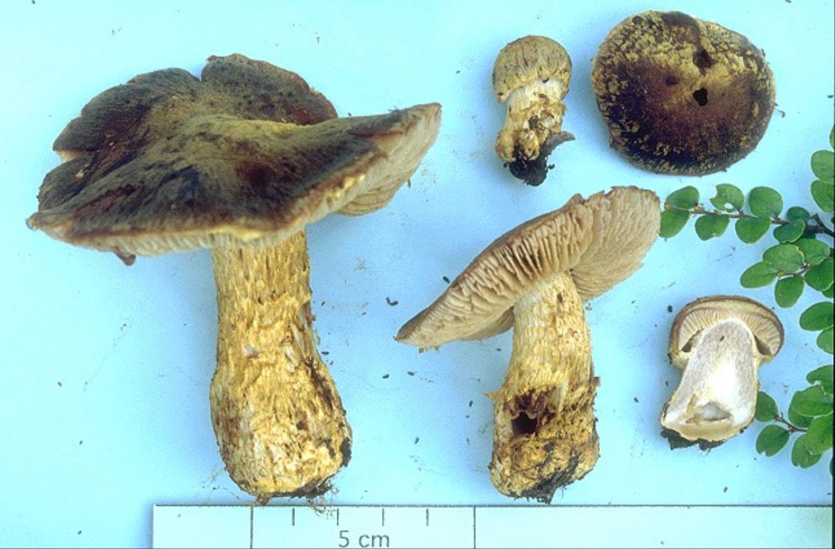 Cortinarius trichocarpus image
