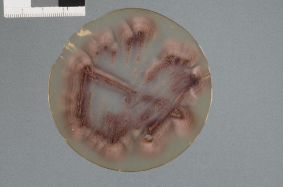 Thelonectria brayfordii image