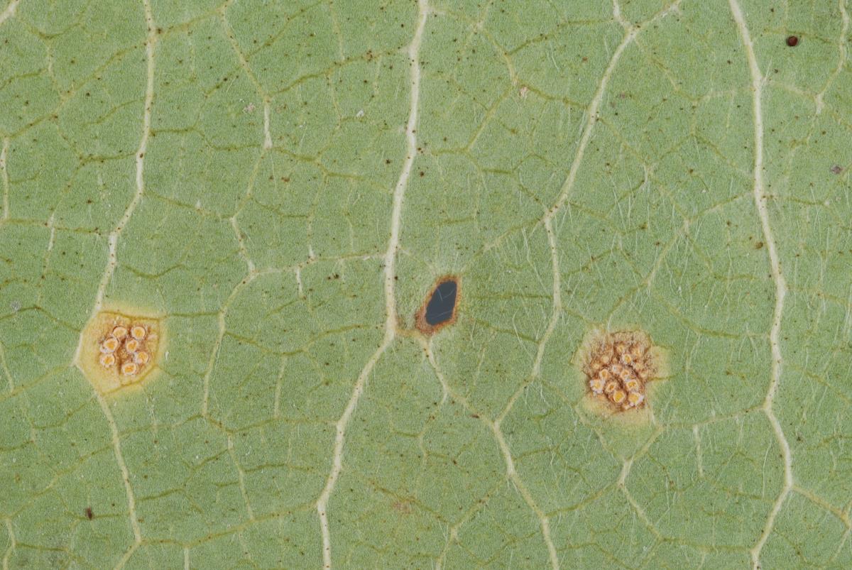 Aecidium ranunculi-lyallii image