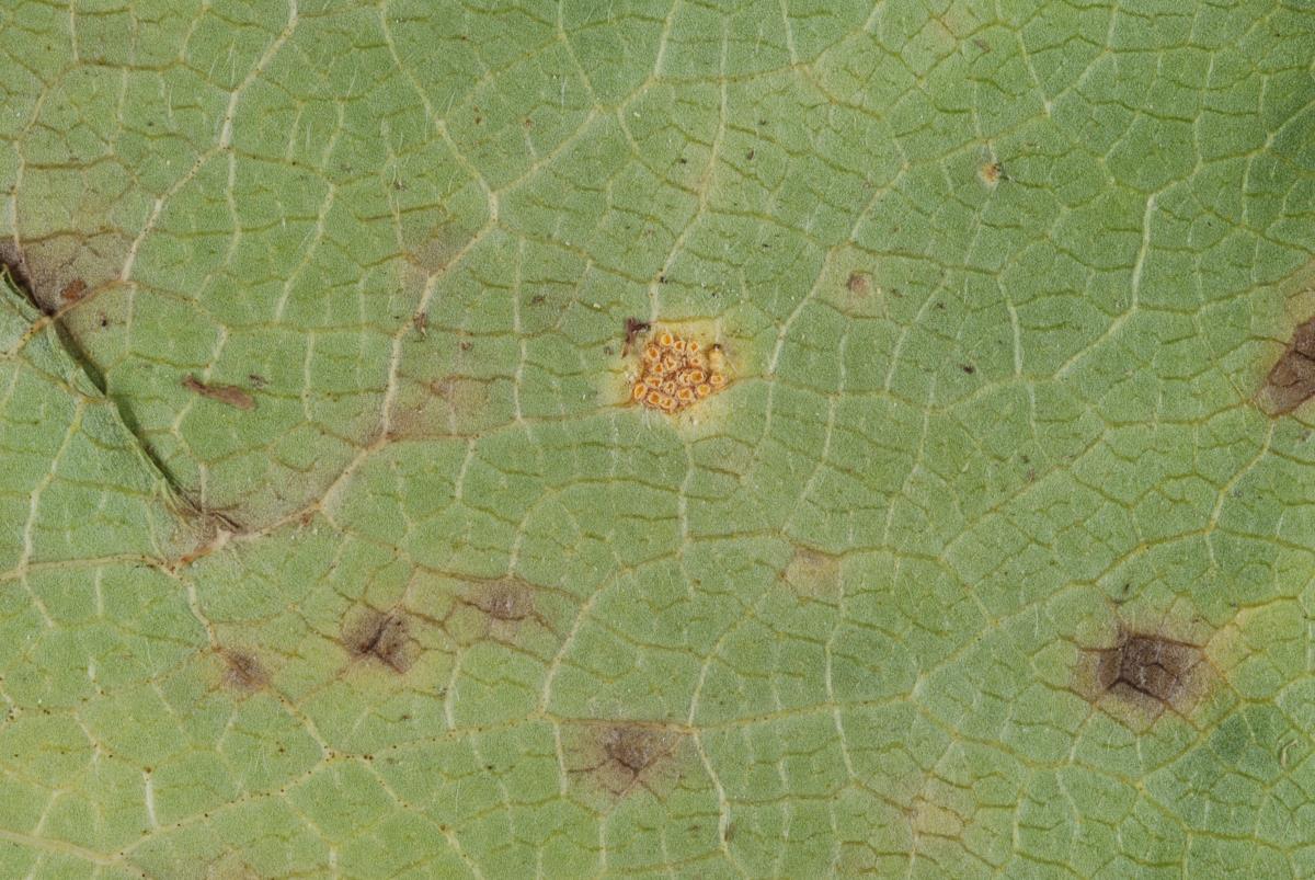 Aecidium ranunculi-lyallii image