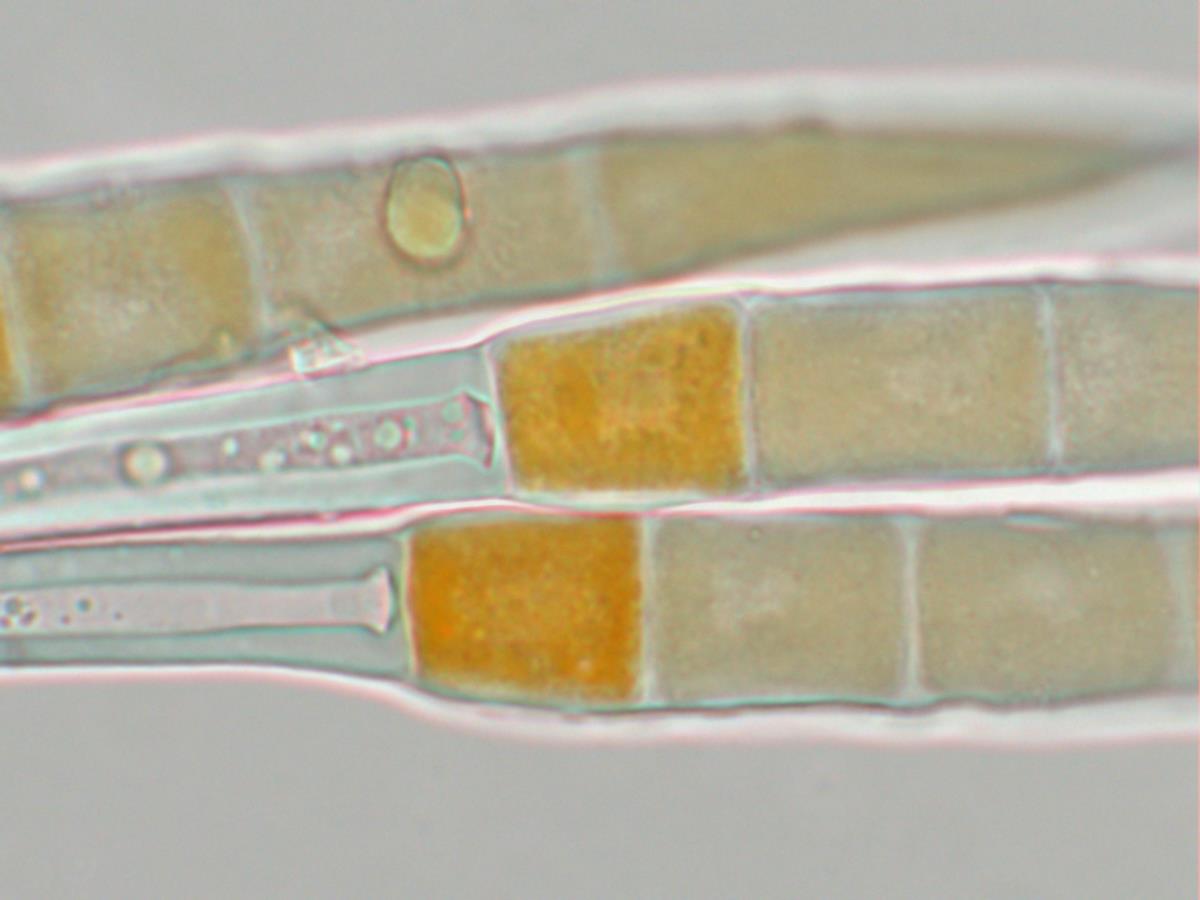 Puccinia hederaceae image
