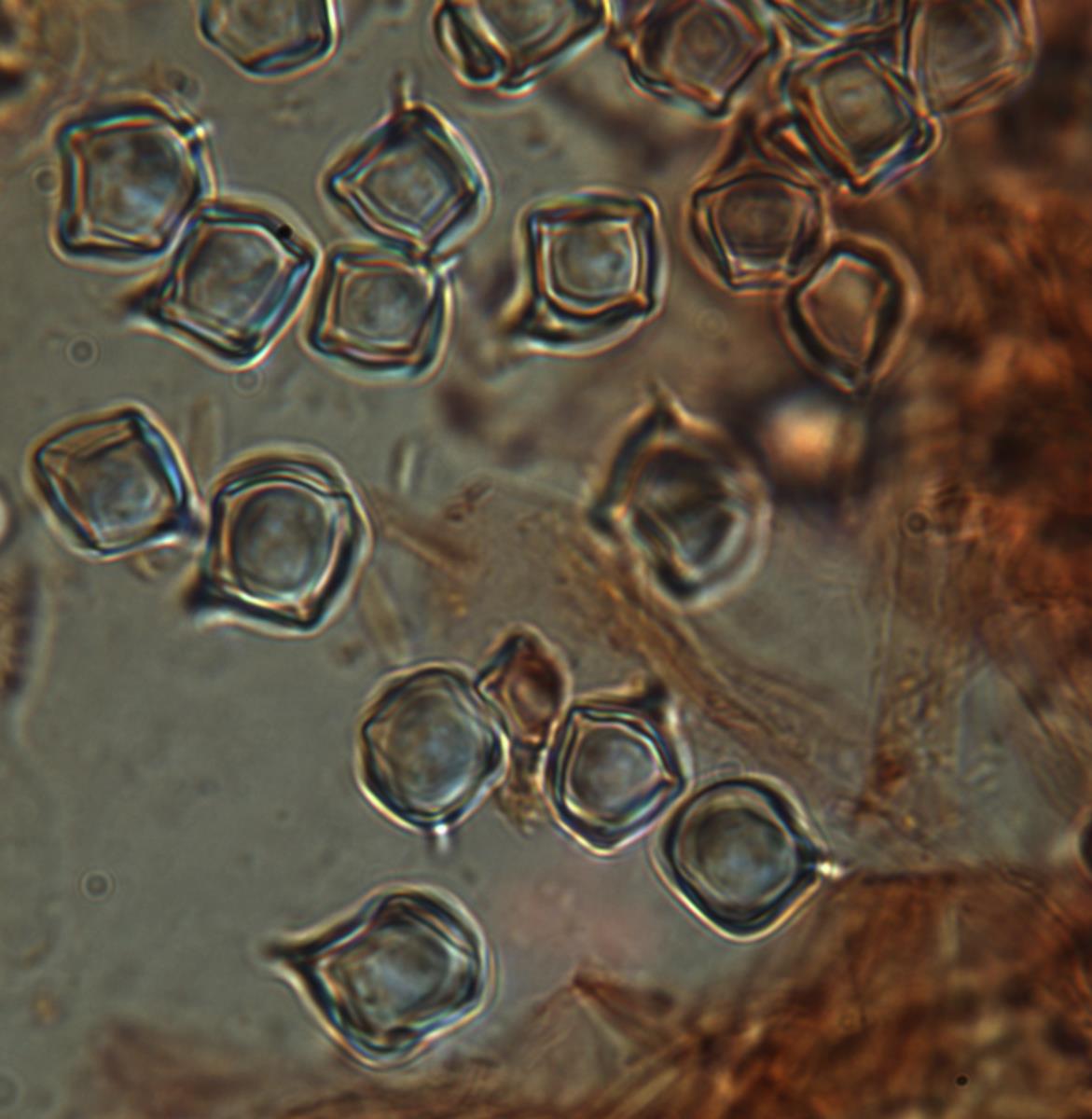 Entoloma gasteromycetoides image