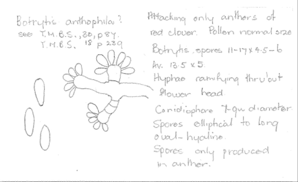 Botrytis anthophila image