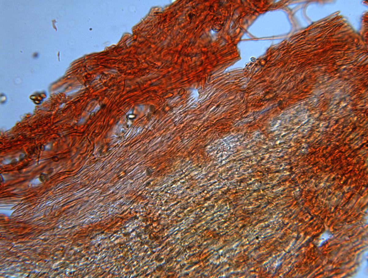 Cortinarius ohauensis image