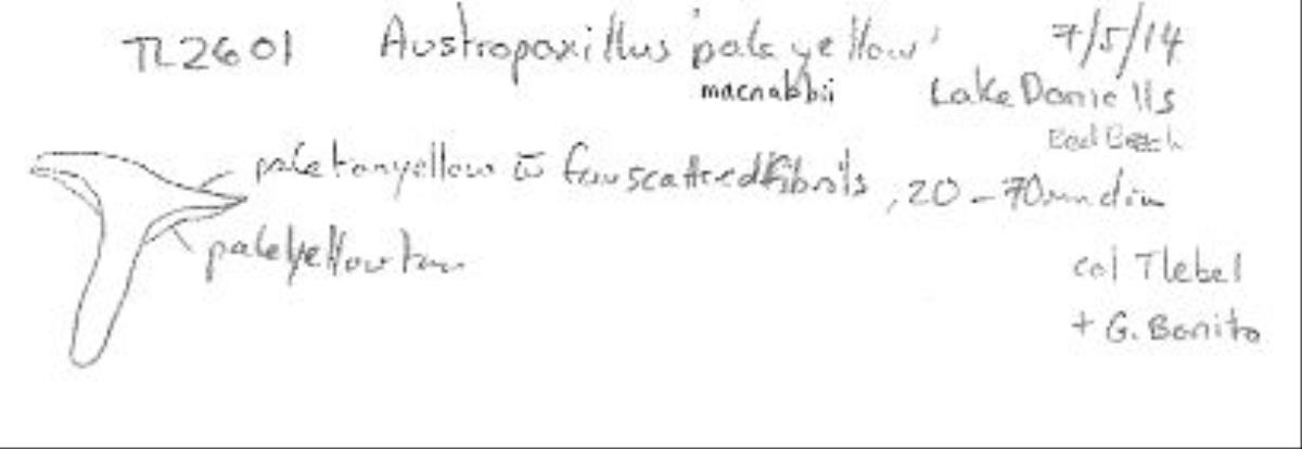 Austropaxillus mcnabbii image