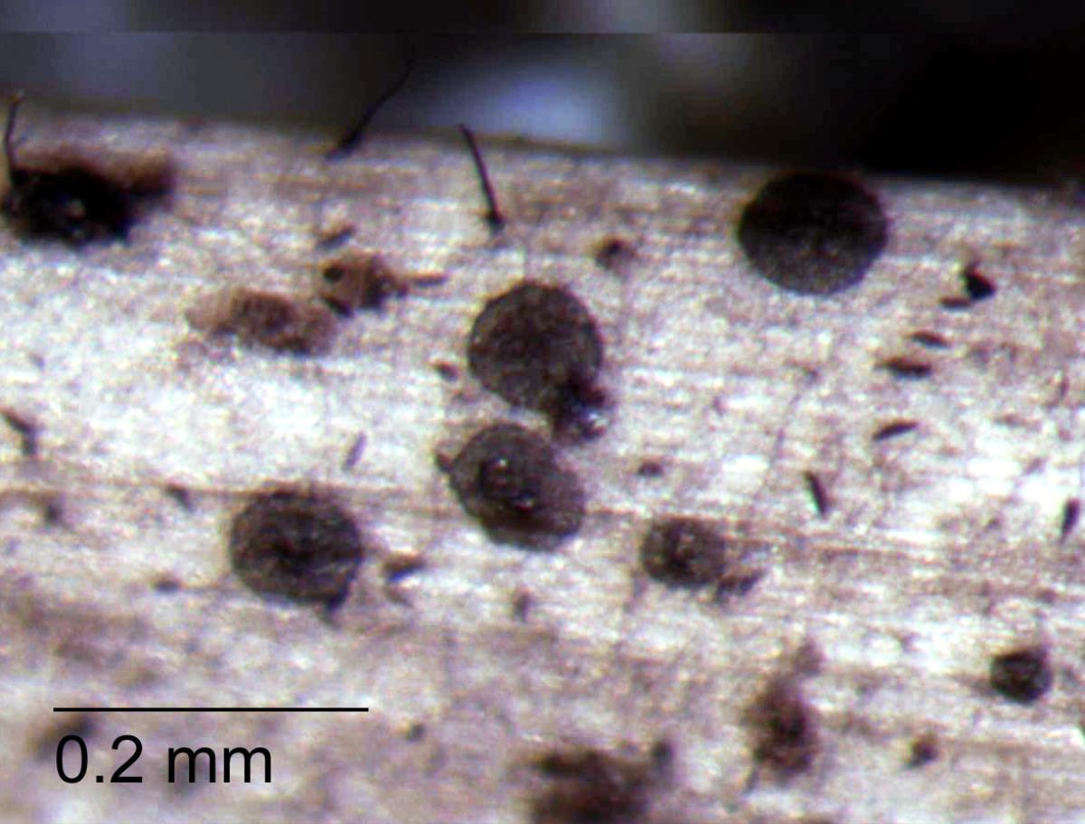 Microthyrium gramineum image