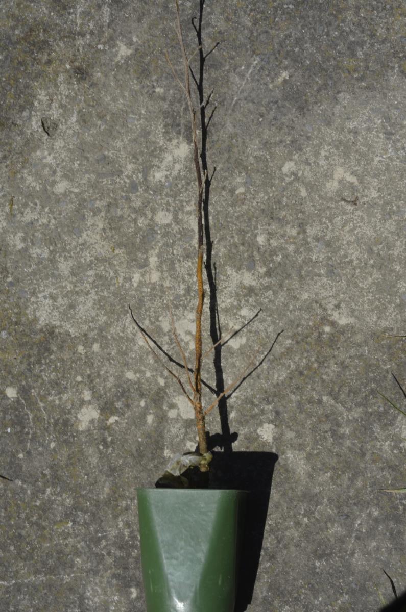 Phomopsis sophorae image