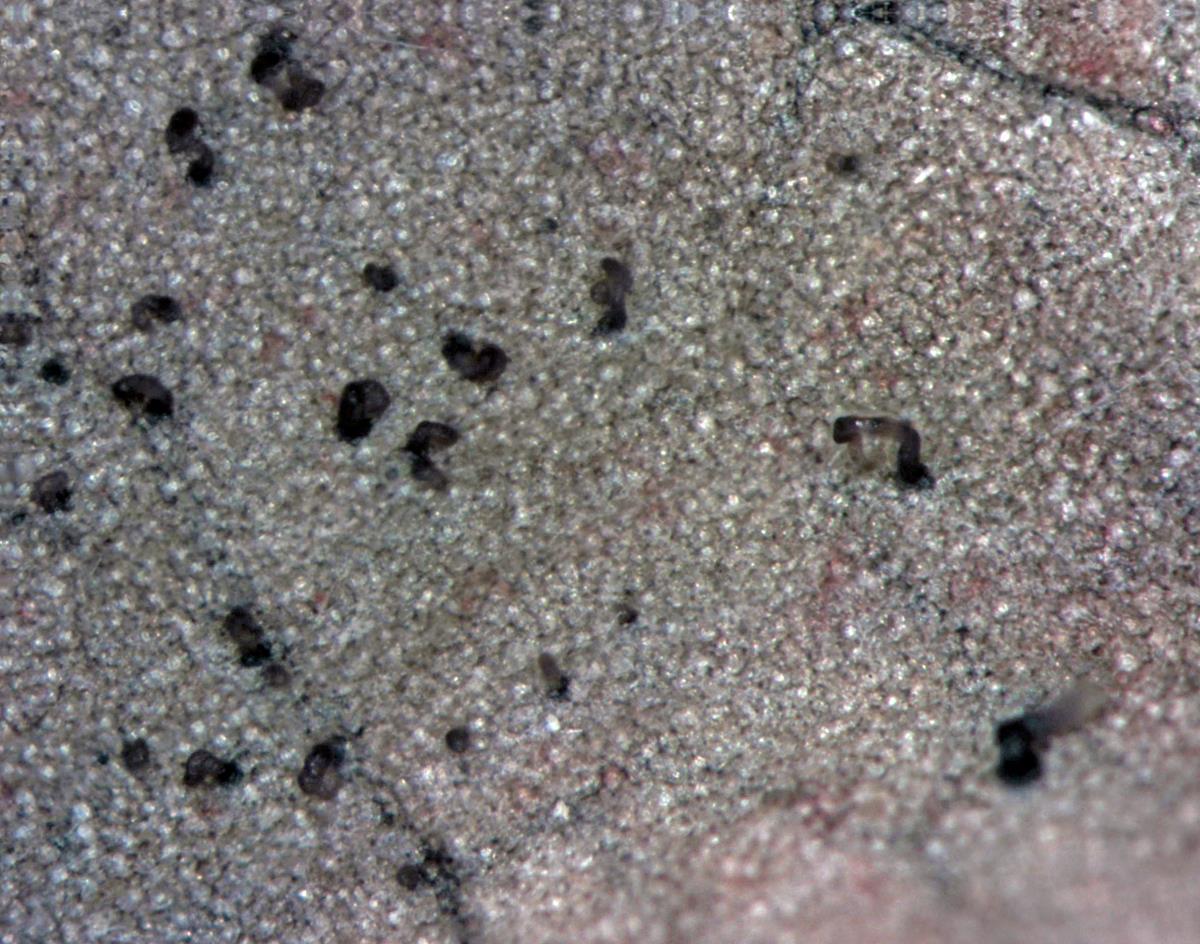 Mycosphaerella coacervata image