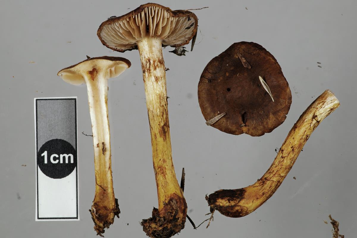 Cortinarius pholiotellus image