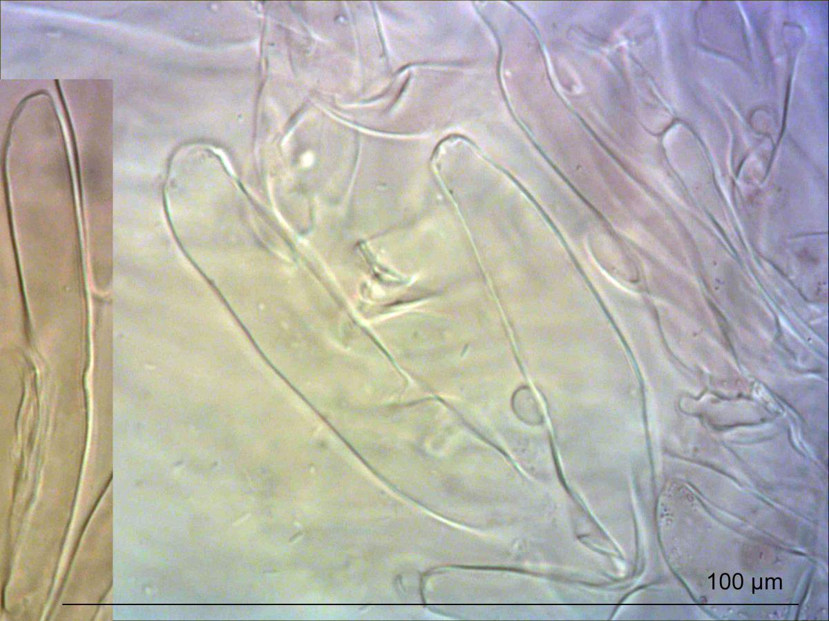 Porpoloma amyloideum image