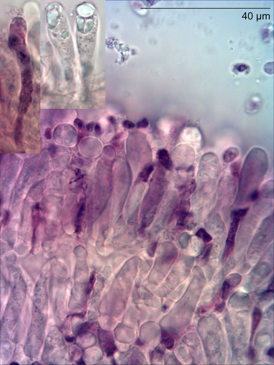 Porpoloma amyloideum image