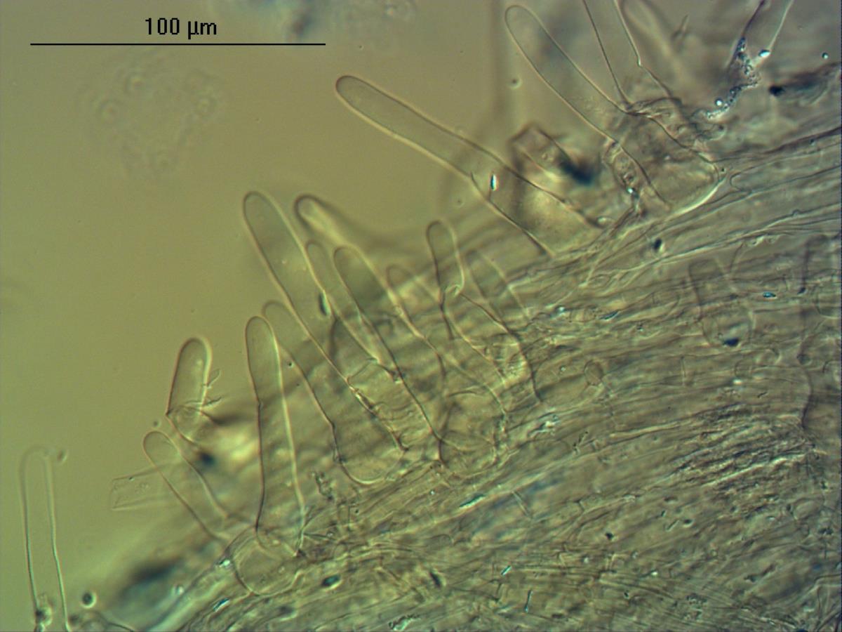 Coprinellus aureogranulatus image