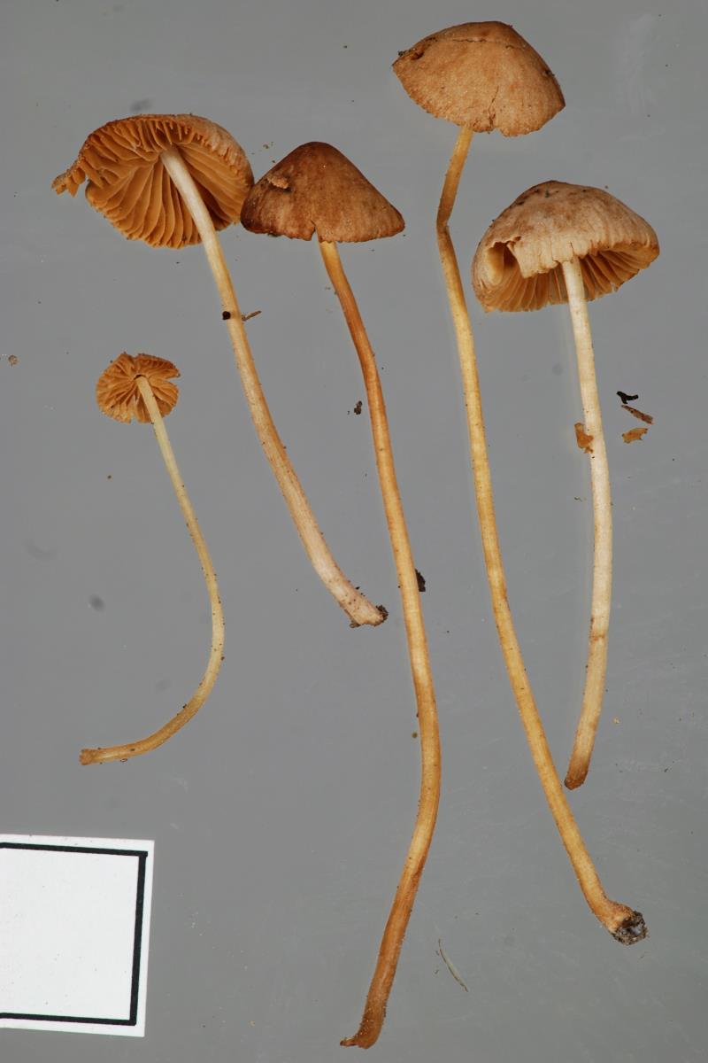 Conocybe mesospora image