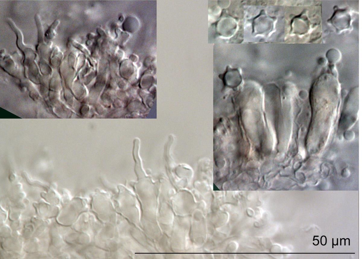 Mycenella minima image