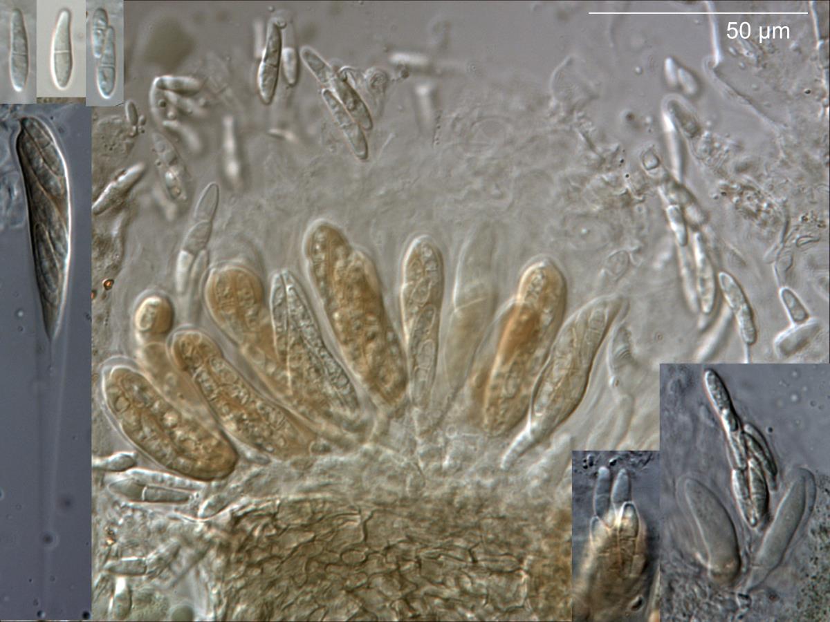 Mycosphaerella densa image