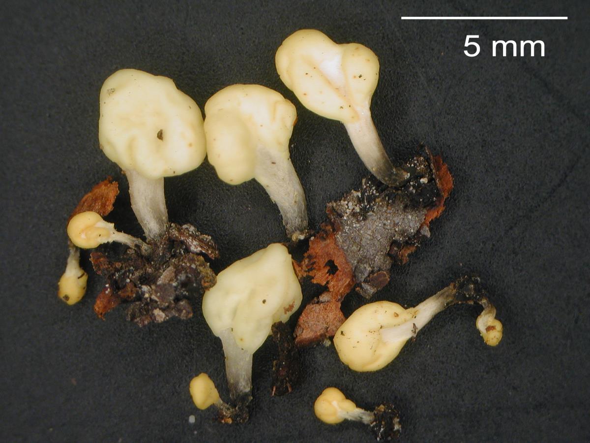 Mitrulinia ushuaiae image