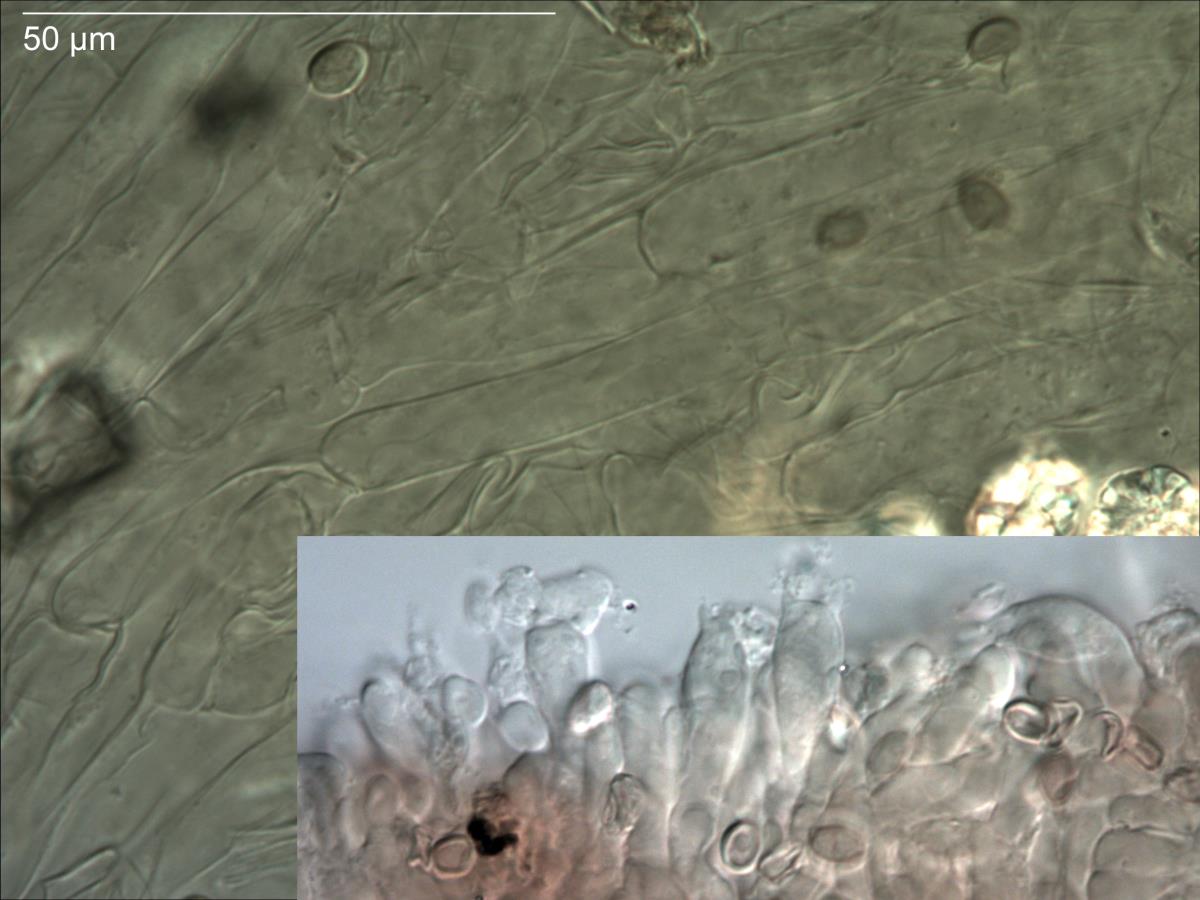 Hygrophoropsis coacta image