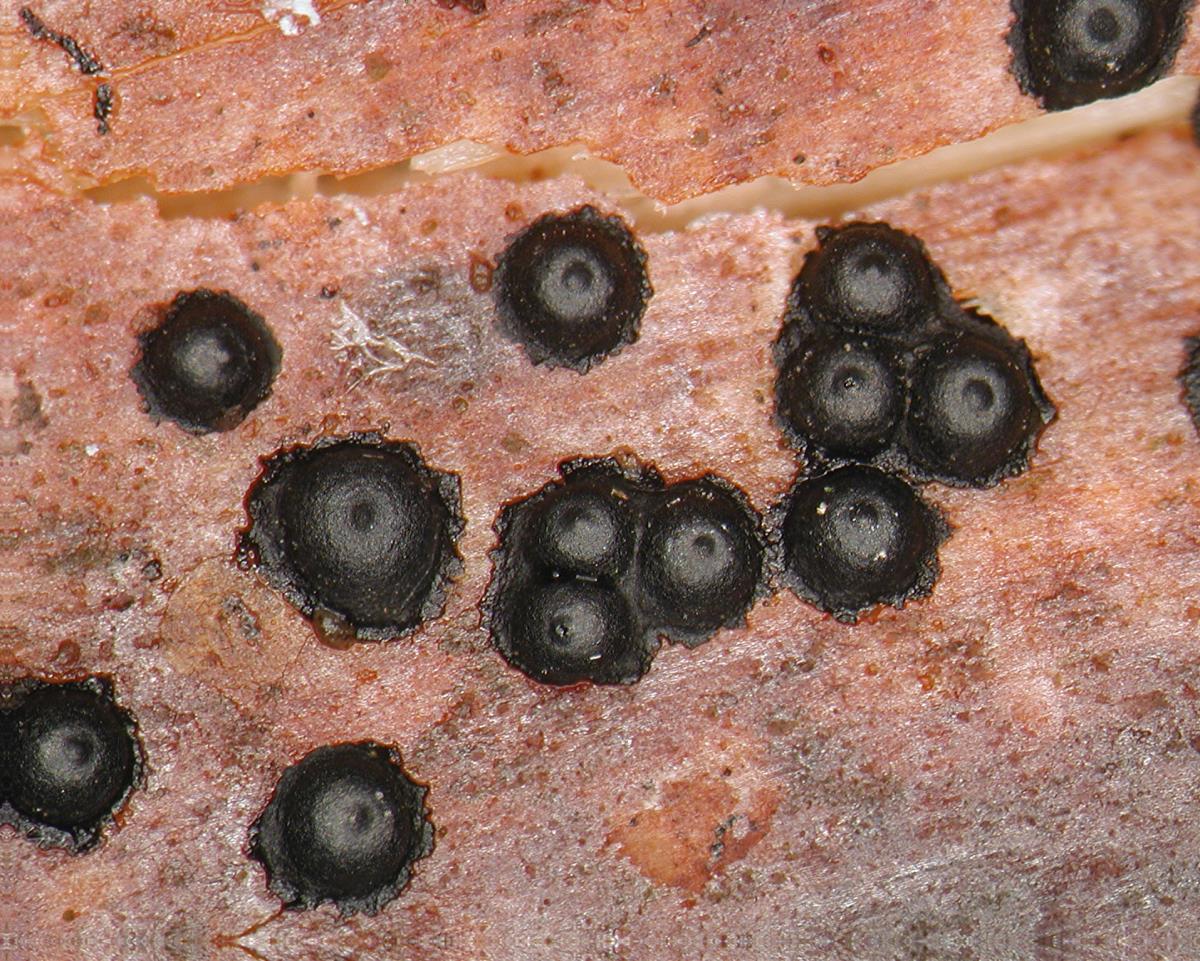 Rosellinia rhopalostylidicola image