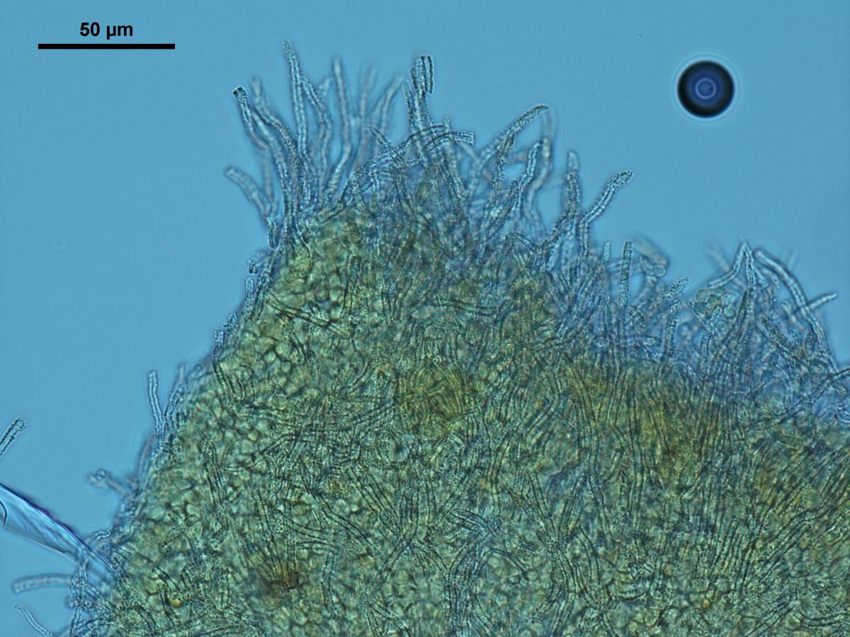 Flagelloscypha aotearoa image