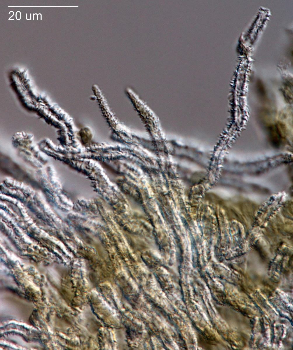 Flagelloscypha aotearoa image