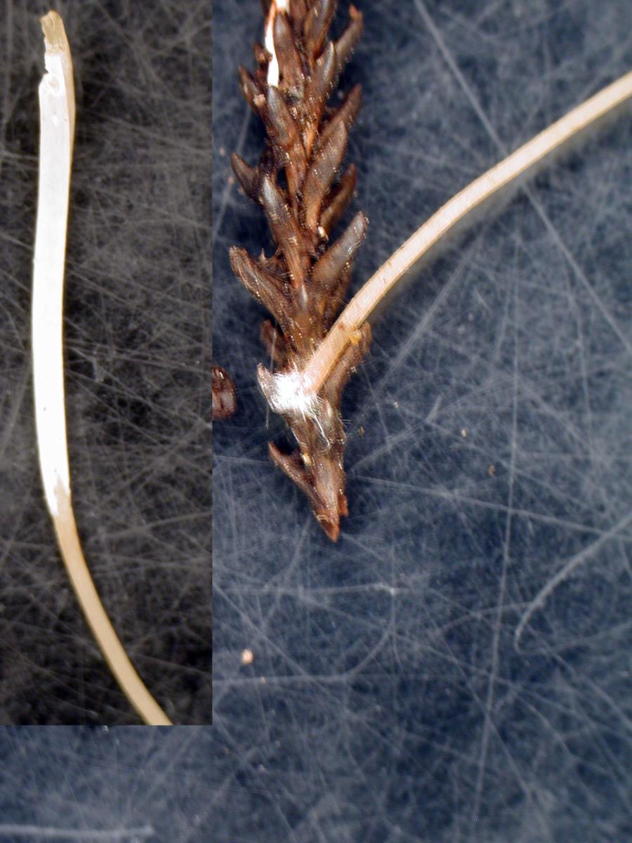 Macrotyphula defibulata f. pallida image