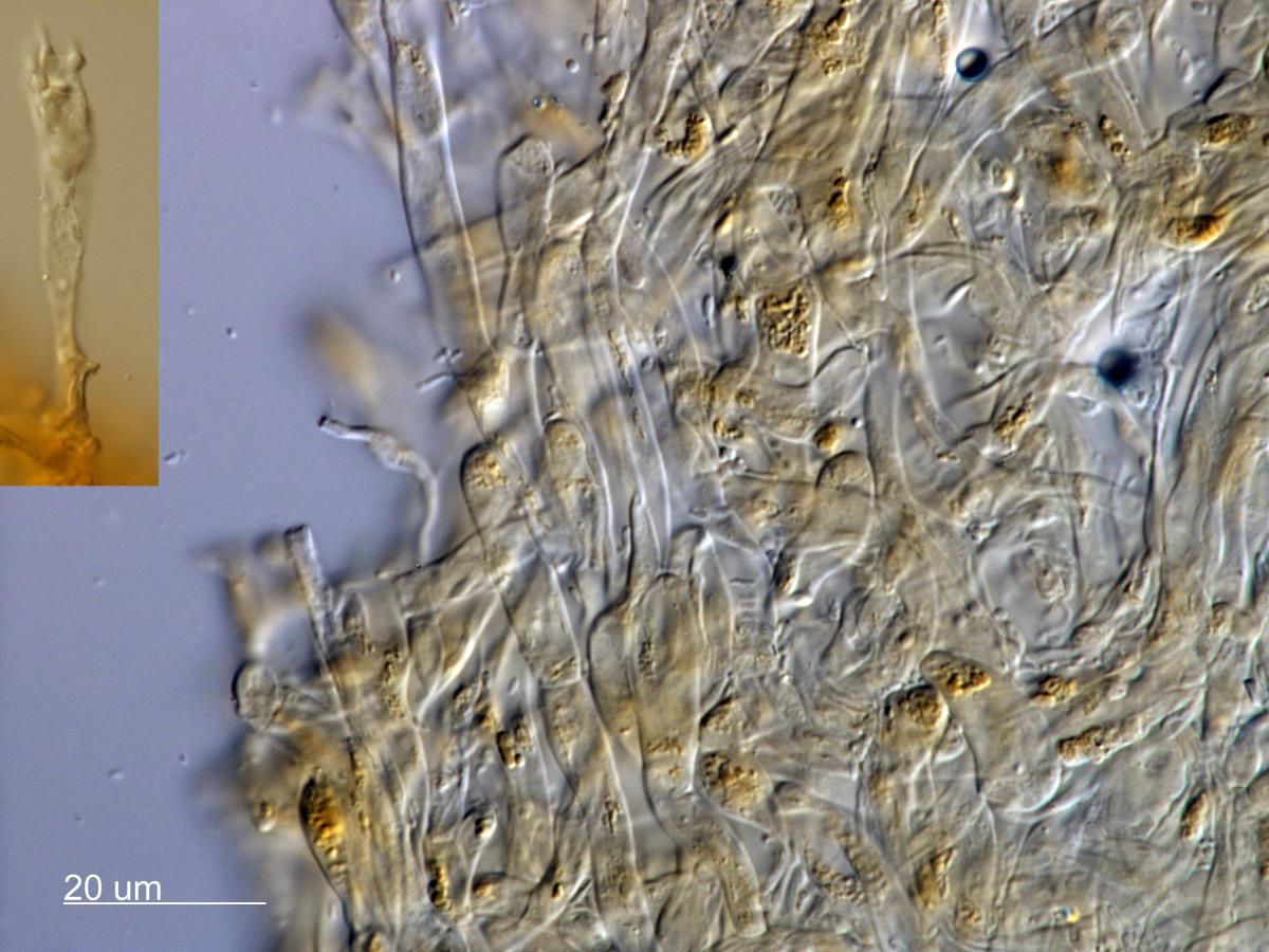 Aeruginospora furfuracea image
