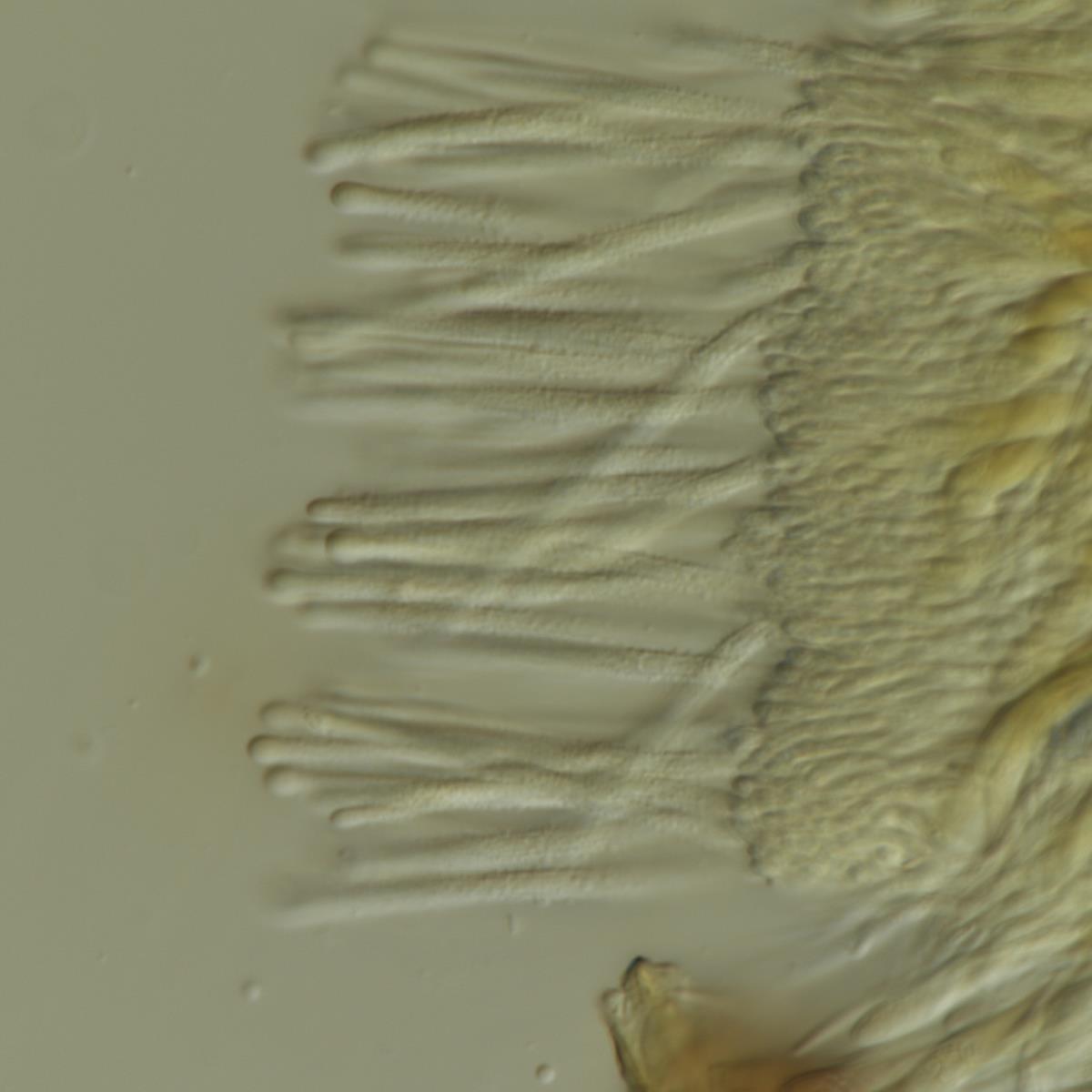 Lachnum brevipilosum image