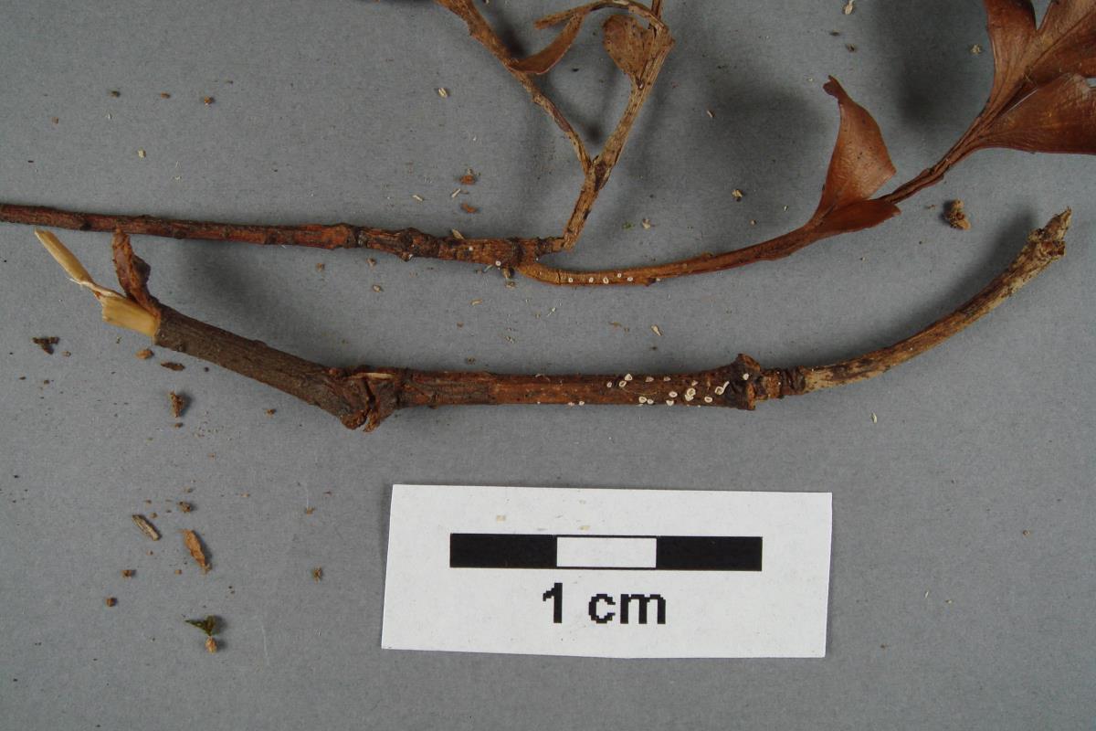Flagelloscypha tongariro image