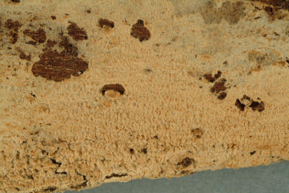 Gyrophanopsis image