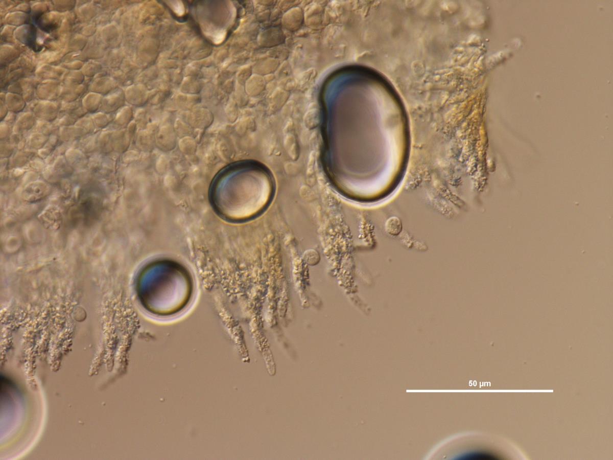 Lachnella sulphurea image