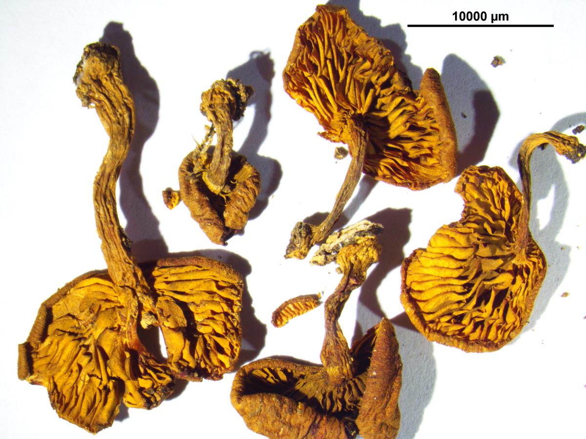Gymnopilus mesosporus image