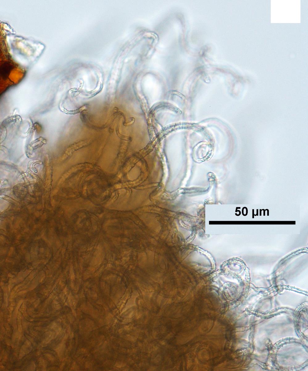 Flagelloscypha tongariro image