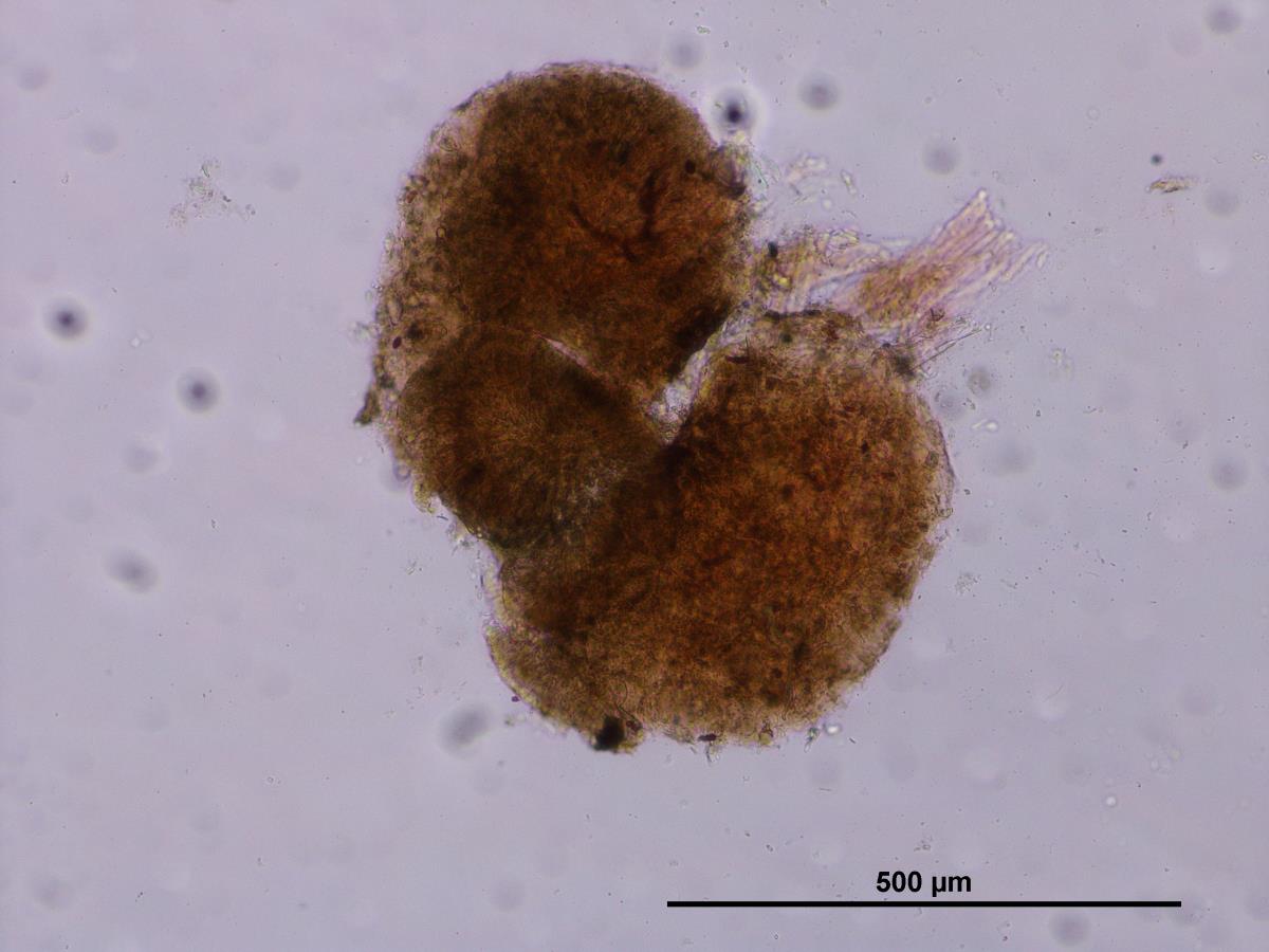 Strumella hysterioidea image