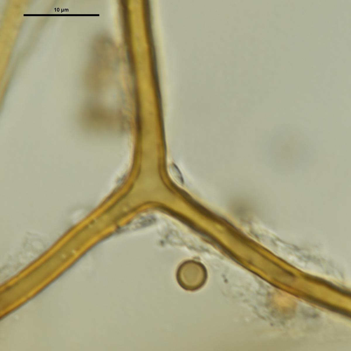 Lycoperdon spadiceum image