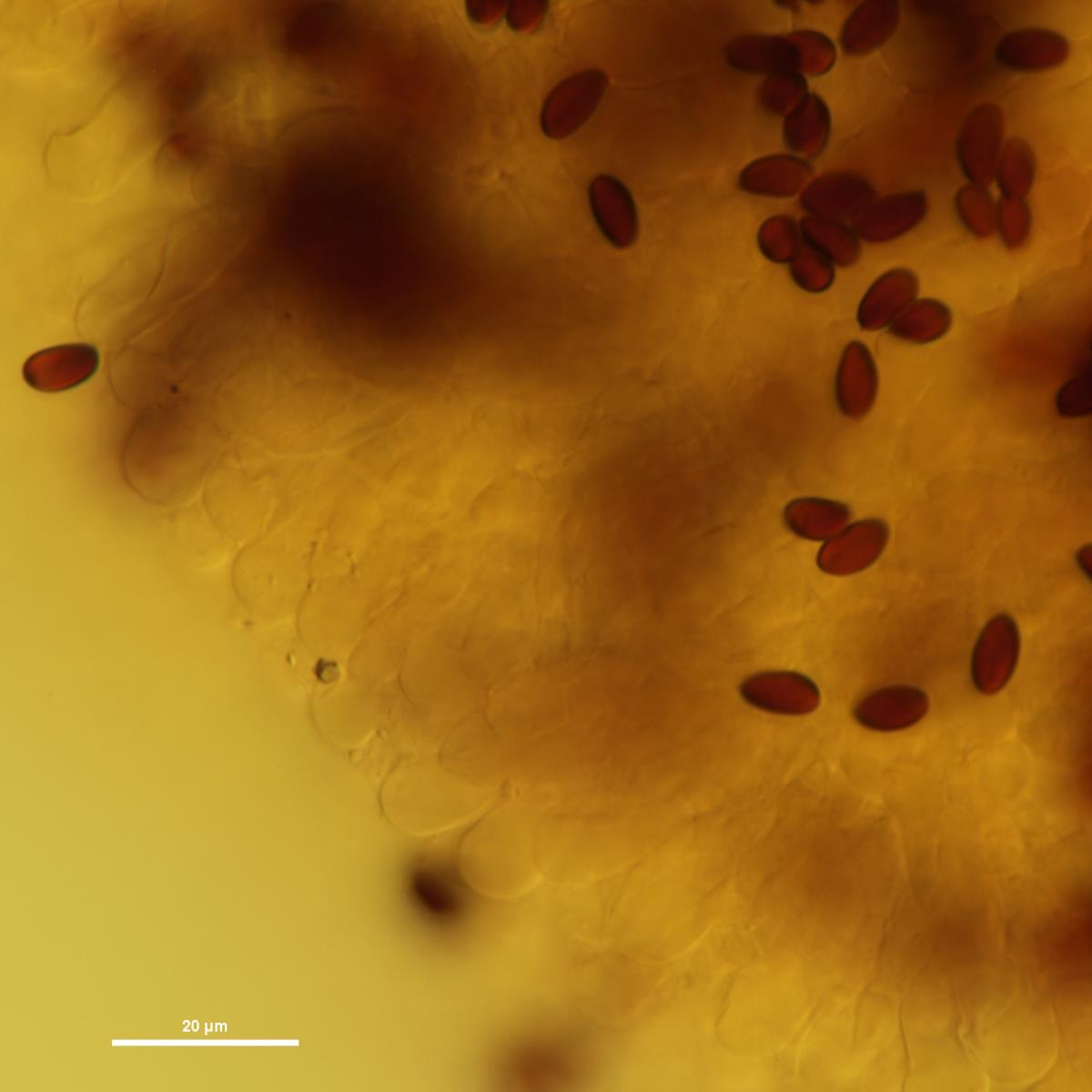 Lepiota pseudolilacea image