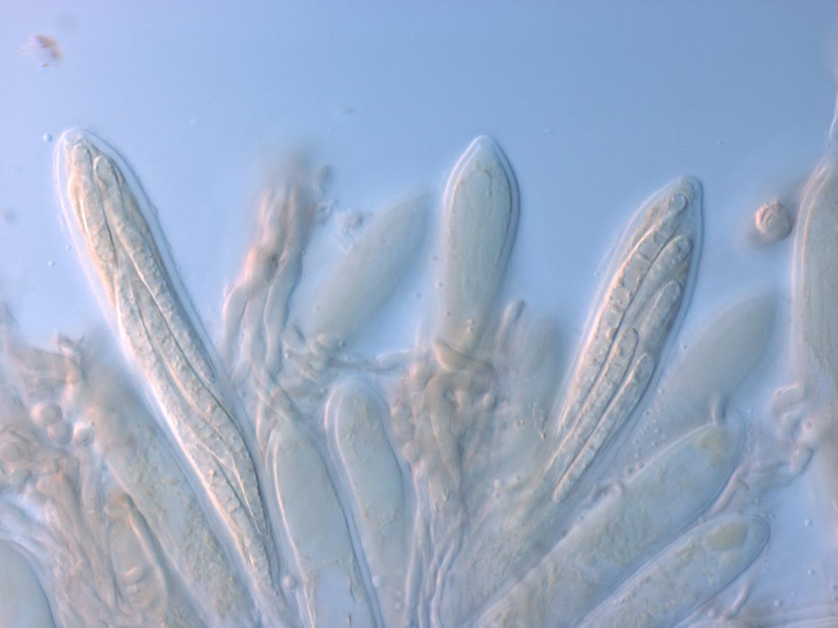 Asperopilum juncicola image